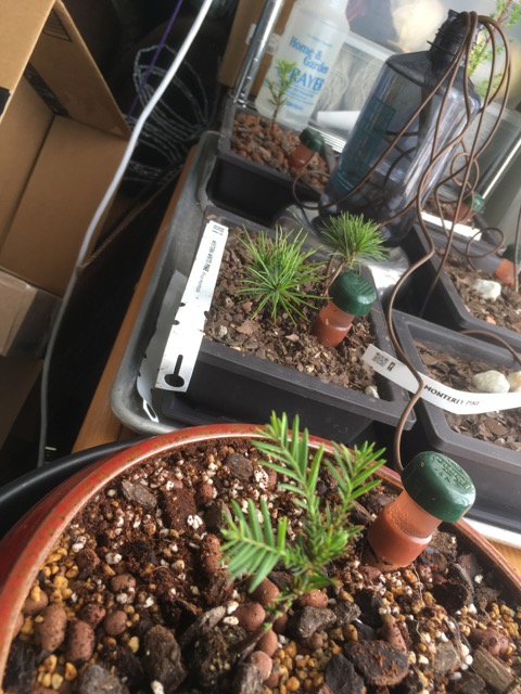 Tiny trees with 'carrots' for water